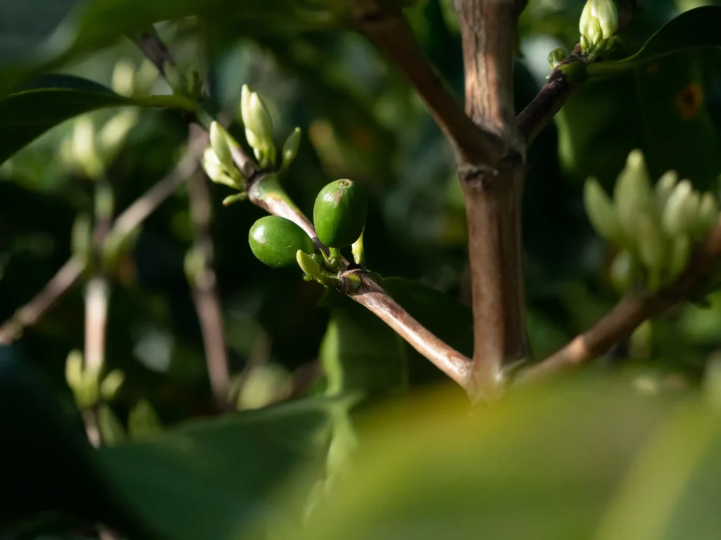 Knospen der Kaffeeblüte an einem Kaffeestrauch in Boquete