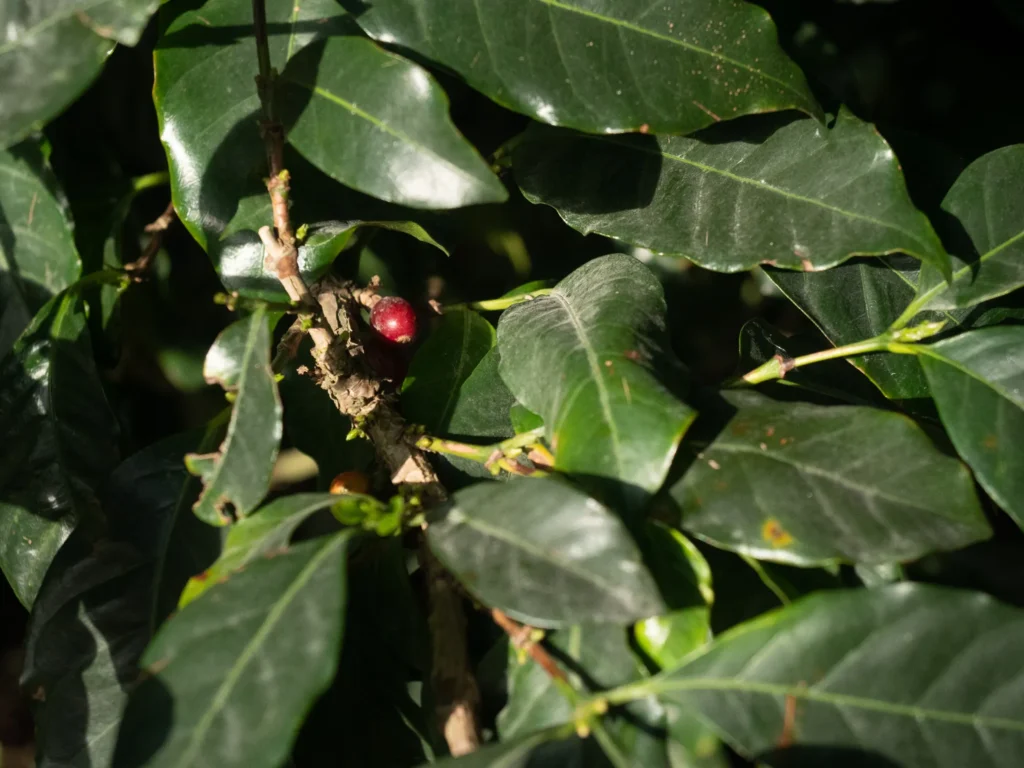 Reife rote Kaffeekirsche zwischen Blättern