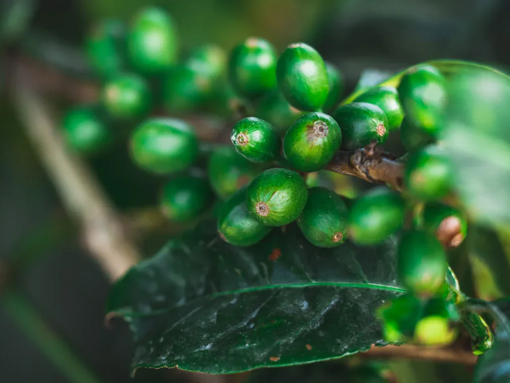 Grüne, unreife Kaffeekirschen am Strauch auf der Finca Don Pepe
