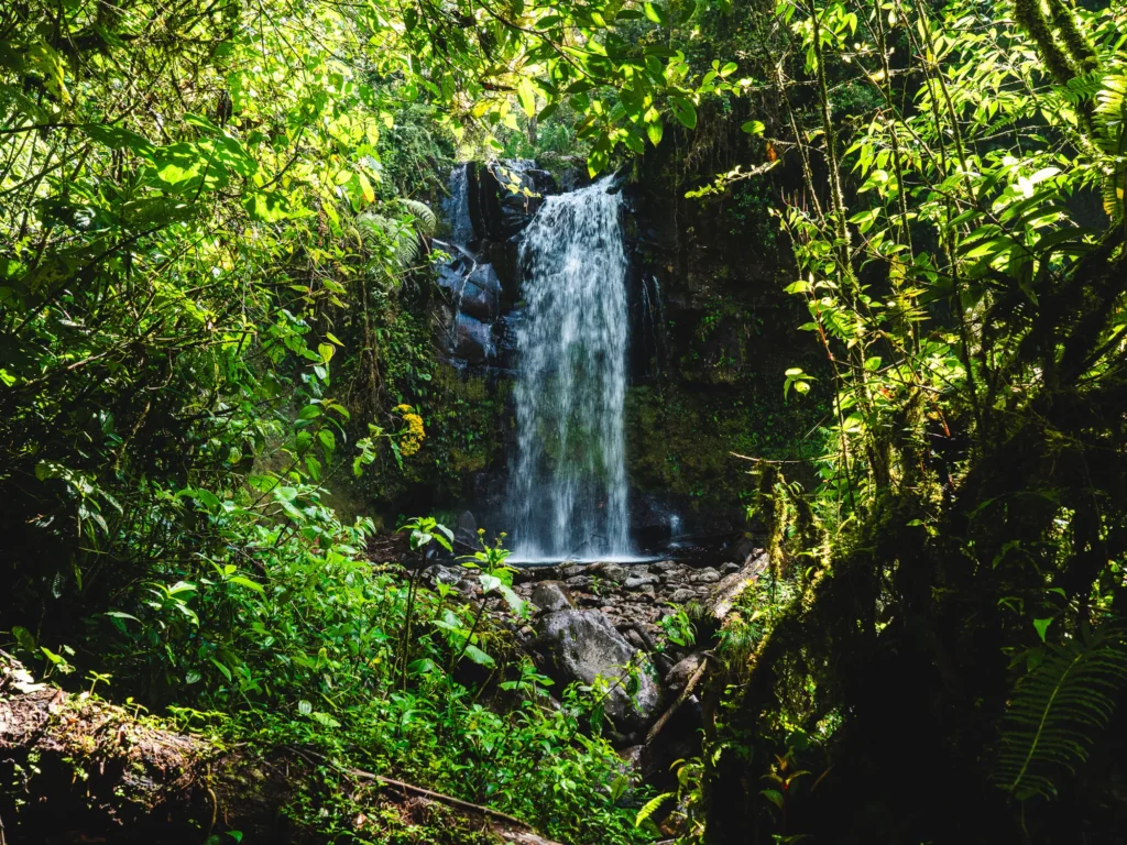 Wasserfall im dichten Nebelwald der Lost Waterfalls