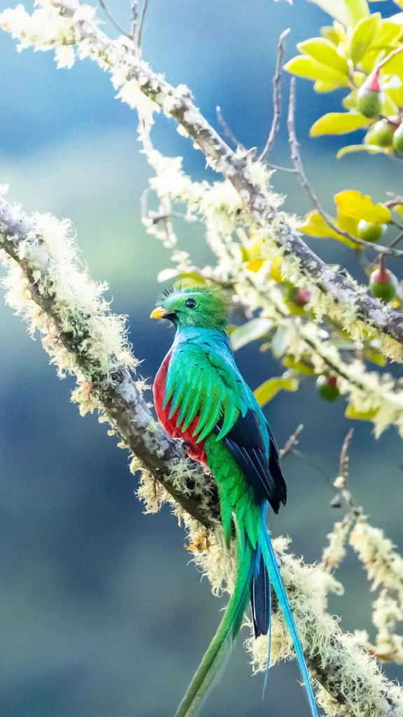 Sendero Los Quetzales